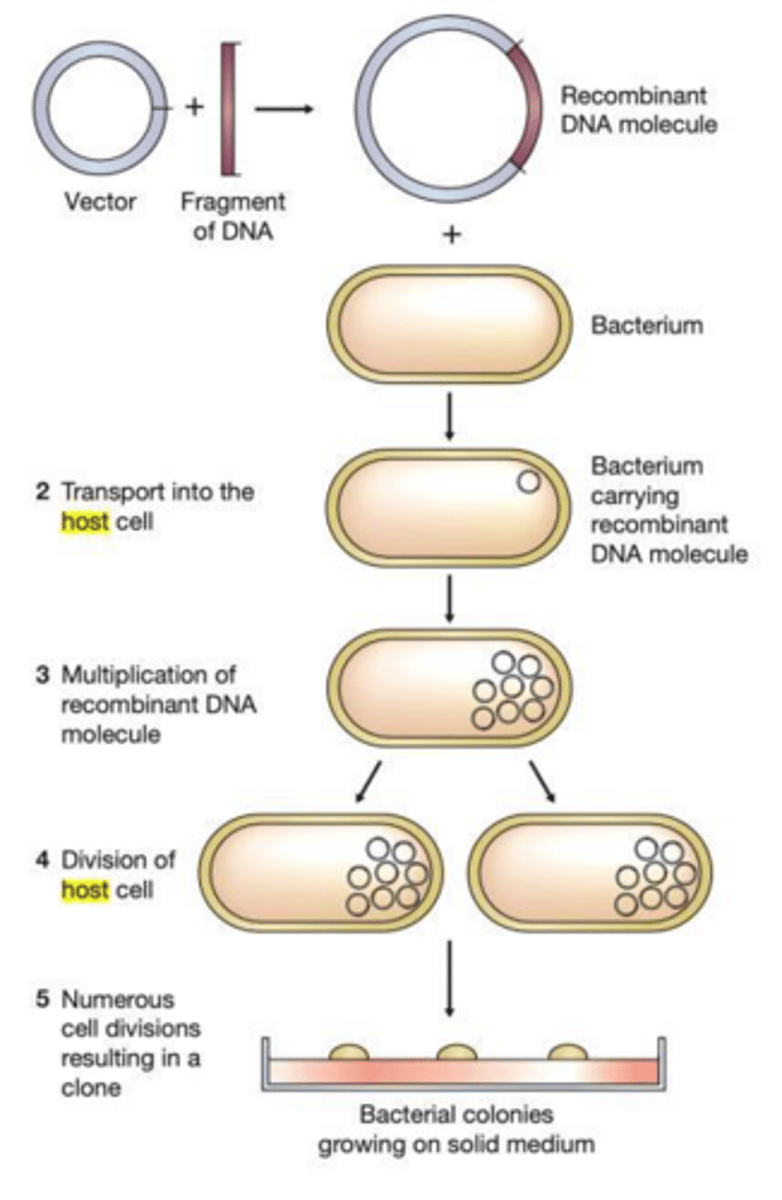 <p>Inserting a DNA fragment of interest into a vector capable of independent replication in a host cell.</p>