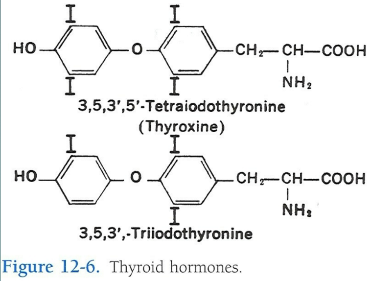 <p>thyroxine (T4) and triiodothyronine (T3) </p>
