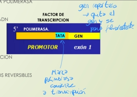 <p>1) <strong>Modificación de la cromatina</strong> (remodelado), histonas y nucelosma compactación</p><p>2) <strong>Metilación de citosinas del promotor</strong> (donde inicia la trasncripcion de ADN) Metilacion del ADN, lo bloquea, cambios reversibles.</p><p></p><ul><li><p><strong><mark data-color="red" style="background-color: red; color: inherit;">Metilación</mark></strong>: Impide la transcripcion, SILENCIA el gen (lo compacta)</p></li><li><p><strong><mark data-color="green" style="background-color: green; color: inherit;">Acetilación</mark></strong>: ACTIVA la transcripción (Descompacta)</p></li></ul><p></p>
