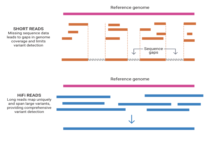 <p><strong>Short reads-</strong> tend to have gaps in genome</p><p><strong>Long reads-</strong> spans long variants; more comprehensive</p>