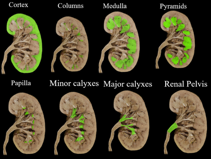 <p>the kidneys</p>