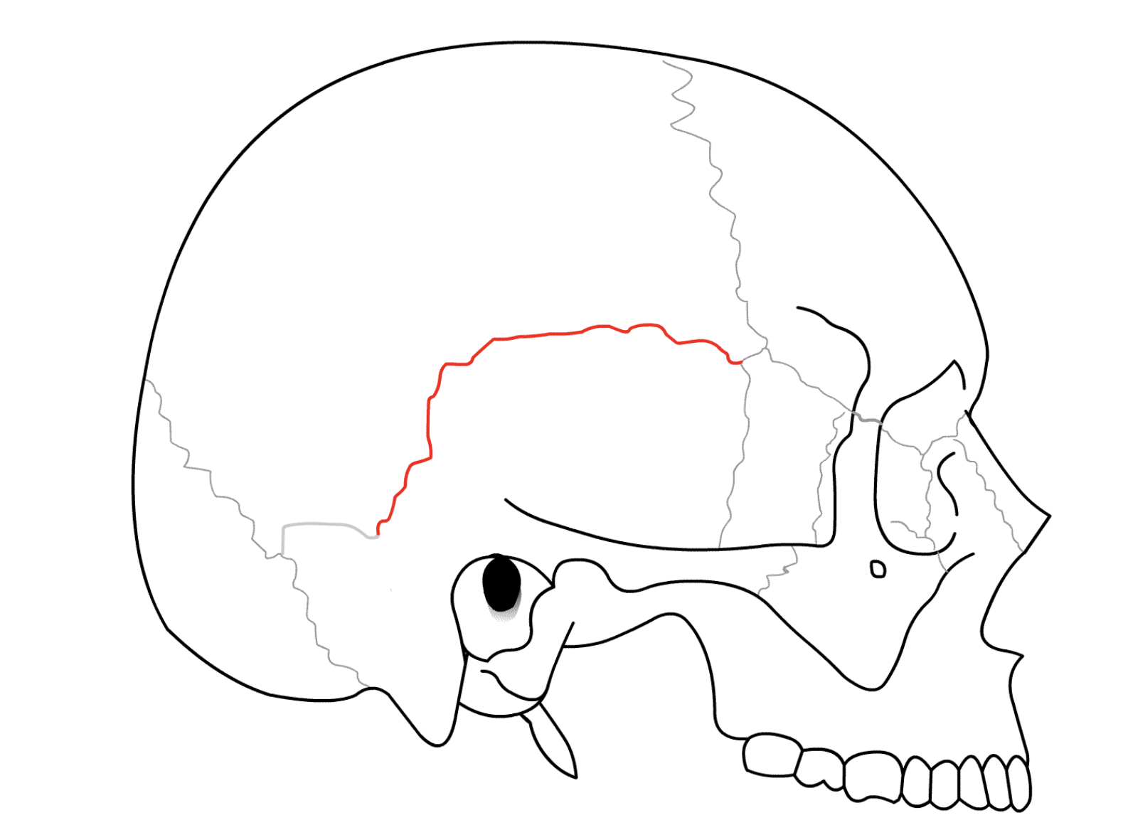 <p>What suture do the partial and temporal bone form INFERIORLY?</p>