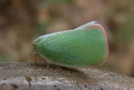 <ul><li><p>Flattened, wedge-shaped bodies</p></li><li><p>Typically possess colorful, often iridescent wings</p></li><li><p>Antennae with a short basal segment and a long filamentous second segment</p></li><li><p>Hind wings usually brightly colored and concealed under forewings</p></li><li><p>Mouthparts adapted for piercing and sucking plant sap</p></li></ul><p></p>