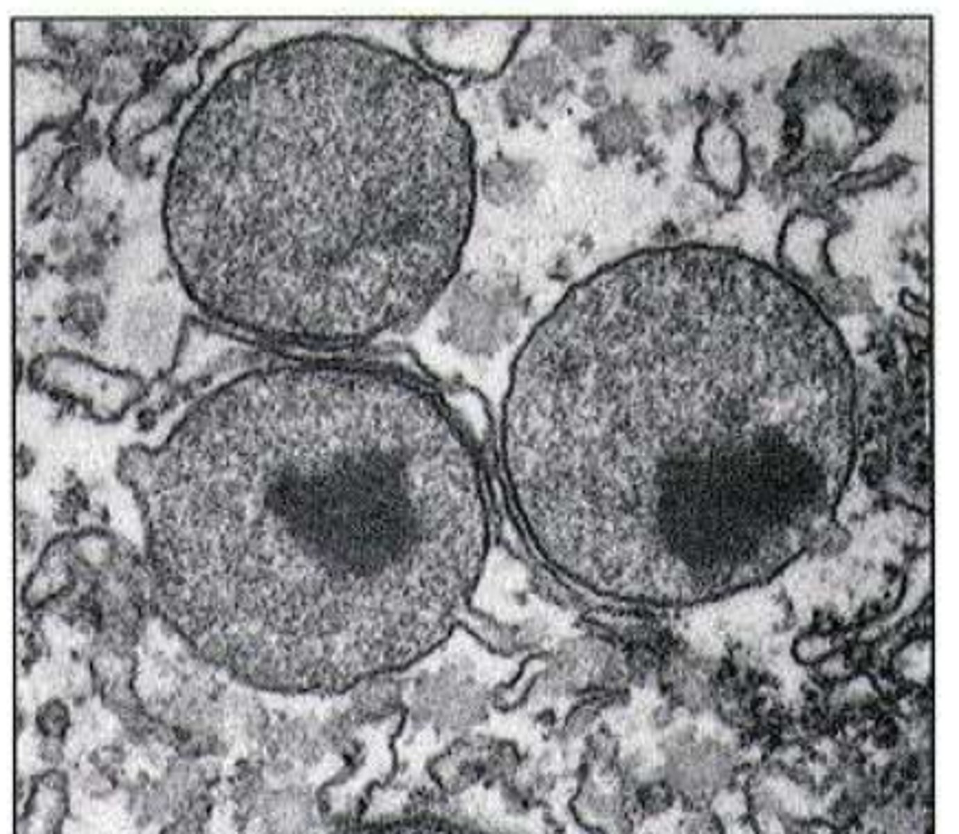 <p>• Liver and kidney cells = where they oxidise molecules including ethanol, phenols, formic acid and formaldehyde </p>
