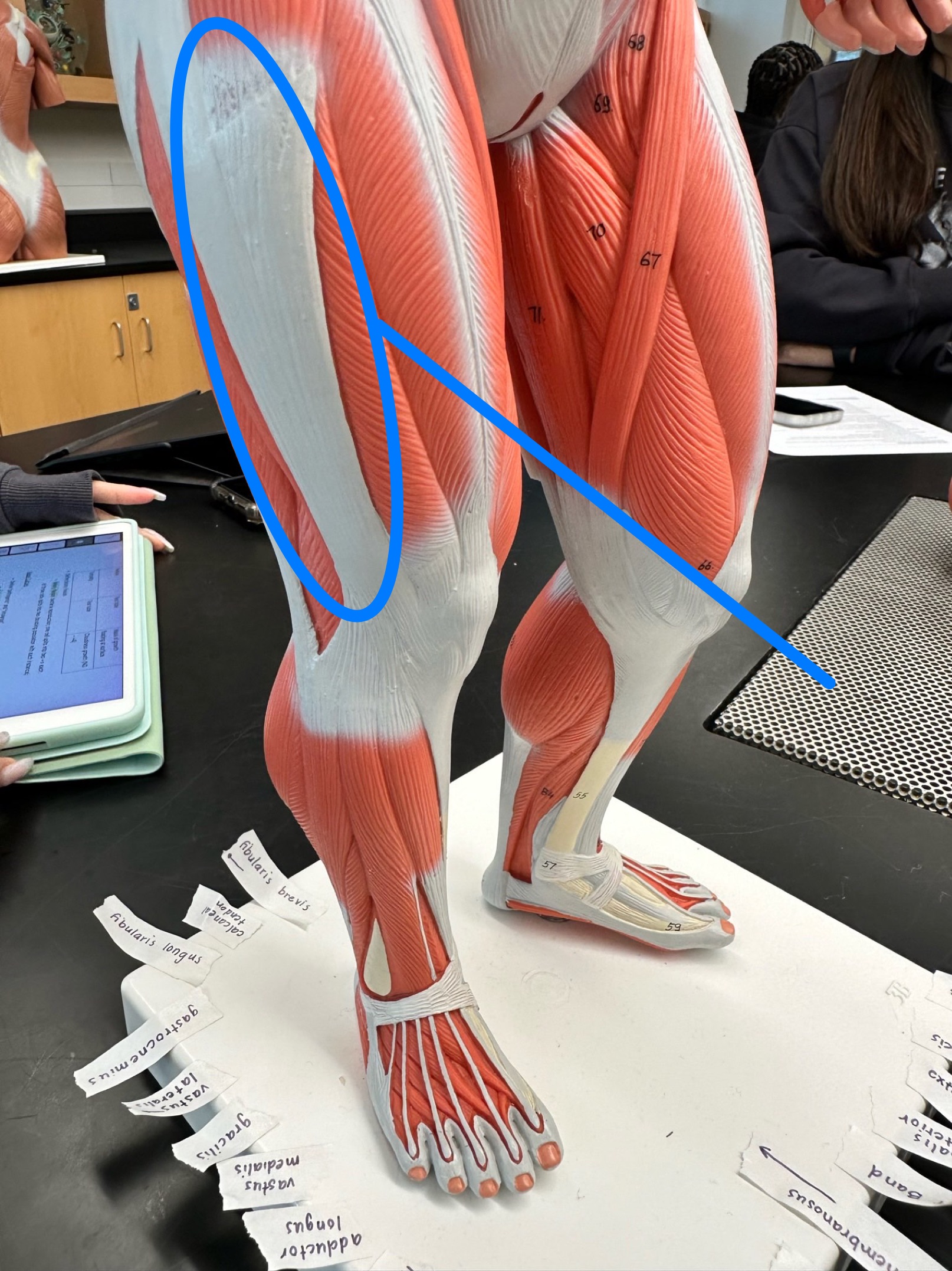 <p>ID structure</p>