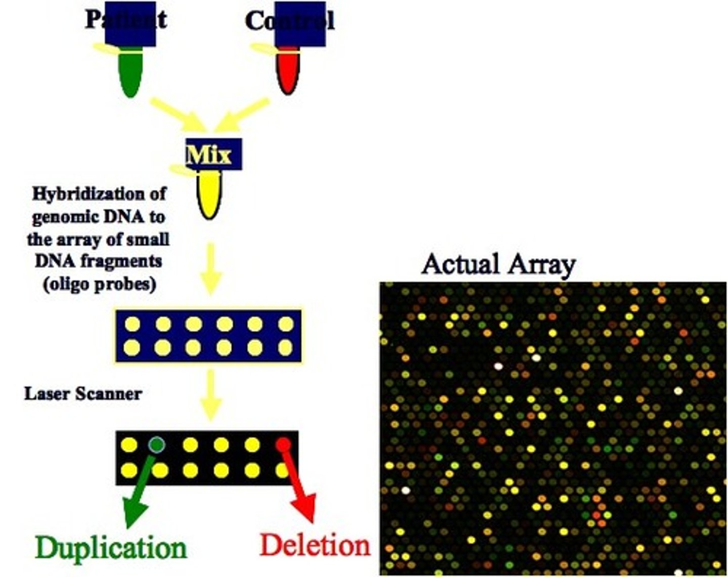 <p>a grid of DNA segments of known sequence that is used to test and map DNA fragments, antibodies, or proteins.</p>