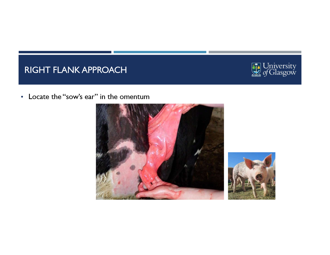 <ul><li><p>standard prep, anesthesia, and right flank incision</p></li><li><p>explore abdomen</p></li><li><p>Locate then deflate abomasum</p><ul><li><p>using left arm, reach caudally around the rumen to find the abomasum (between rumen and body wall)</p></li><li><p>palm needle and tubing then insert at an angle to defate</p></li></ul></li><li><p>reposition abomasum</p><ul><li><p>reach cranioventrally and locate the omentum/pylorus</p></li><li><p>pull gently towards incision</p></li></ul></li></ul><p><strong>Omentopexy</strong></p><ul><li><p>locate the&nbsp;“sow’s ear” in omentum</p></li><li><p>locate abomasum and position pexy 3-5 cm from pylorus</p></li><li><p>suture a wide vertical section of omentum</p></li><li><p>include omentum in peritoneum and transversus muscle suture</p></li><li><p>use appropriate suture material</p></li></ul><p><strong>Pyloropexy</strong></p><ul><li><p>suture muscular part of pylorus to incision site (don’t enter pyloric lumen)</p></li></ul><p></p>