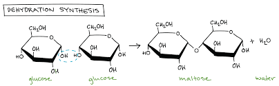 <p>(AKA condensation) A reaction that links monomer molecules, releasing a water molecule for each bond formed</p>