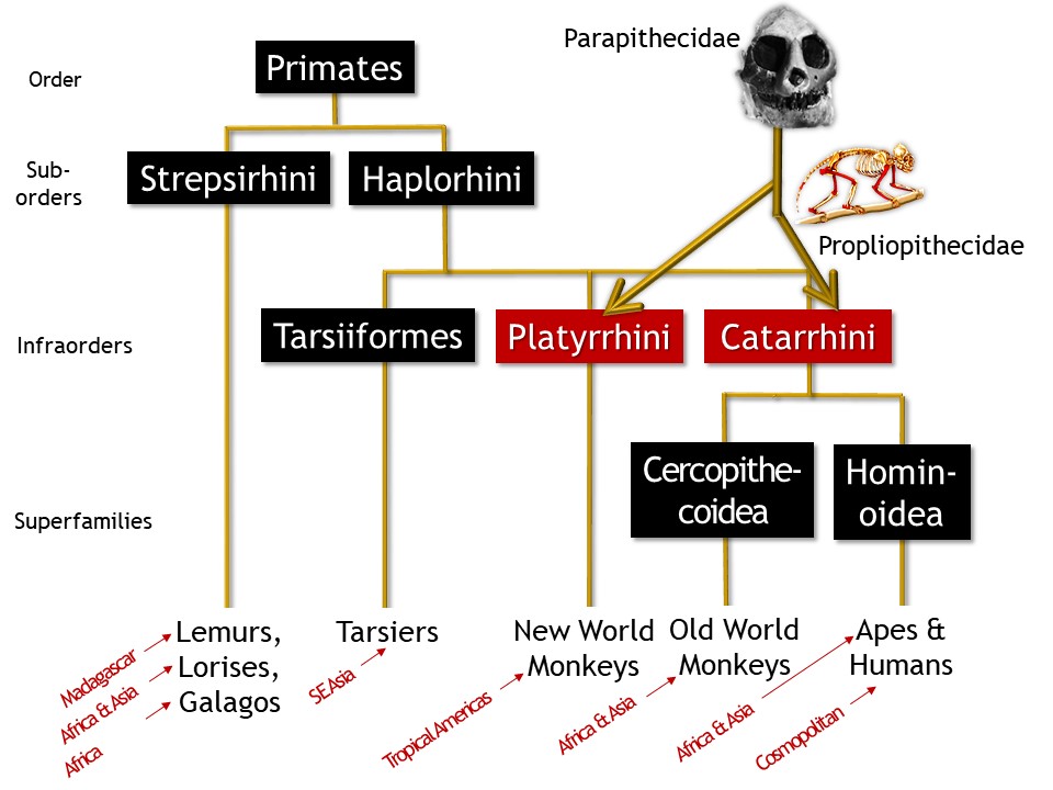 <p><strong>Parapithecidae &amp; Propliopithecidae</strong></p>