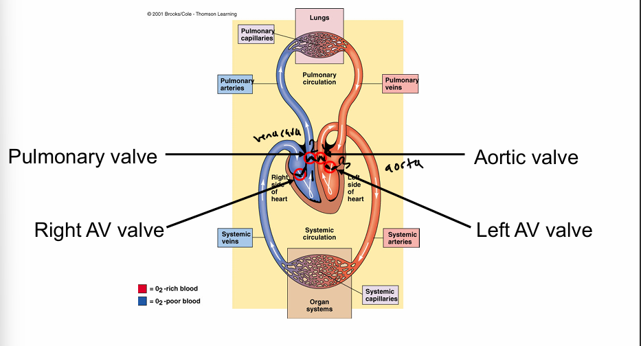 <ol><li><p>right AV valve/tricuspid- right atrium—&gt; right ventricle (forward flow of blood) </p><ol><li><p>lowest pressure</p></li></ol></li><li><p>pulmonary/semilunar valve- right ventricle—&gt; pulmonary artery (lungs) </p></li><li><p>left AV valve/bicuspid/mitral- left atrium—&gt; left ventricle </p></li><li><p>aortic/semilunar valve- left ventricle—&gt; aorta(body tissues) </p><ol><li><p>highest pressure </p></li></ol></li></ol><p></p><ul><li><p>when pressure is greater <strong>behind</strong> the valve, it <strong>opens </strong></p></li><li><p>when pressure is greater in <strong>front </strong>of a valve, it <strong>closes </strong></p><ul><li><p>aka blood can’t flow backwards </p></li></ul></li></ul><p></p>