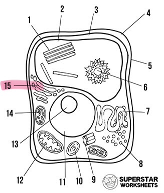 <p>What’s the highlighted area called</p>