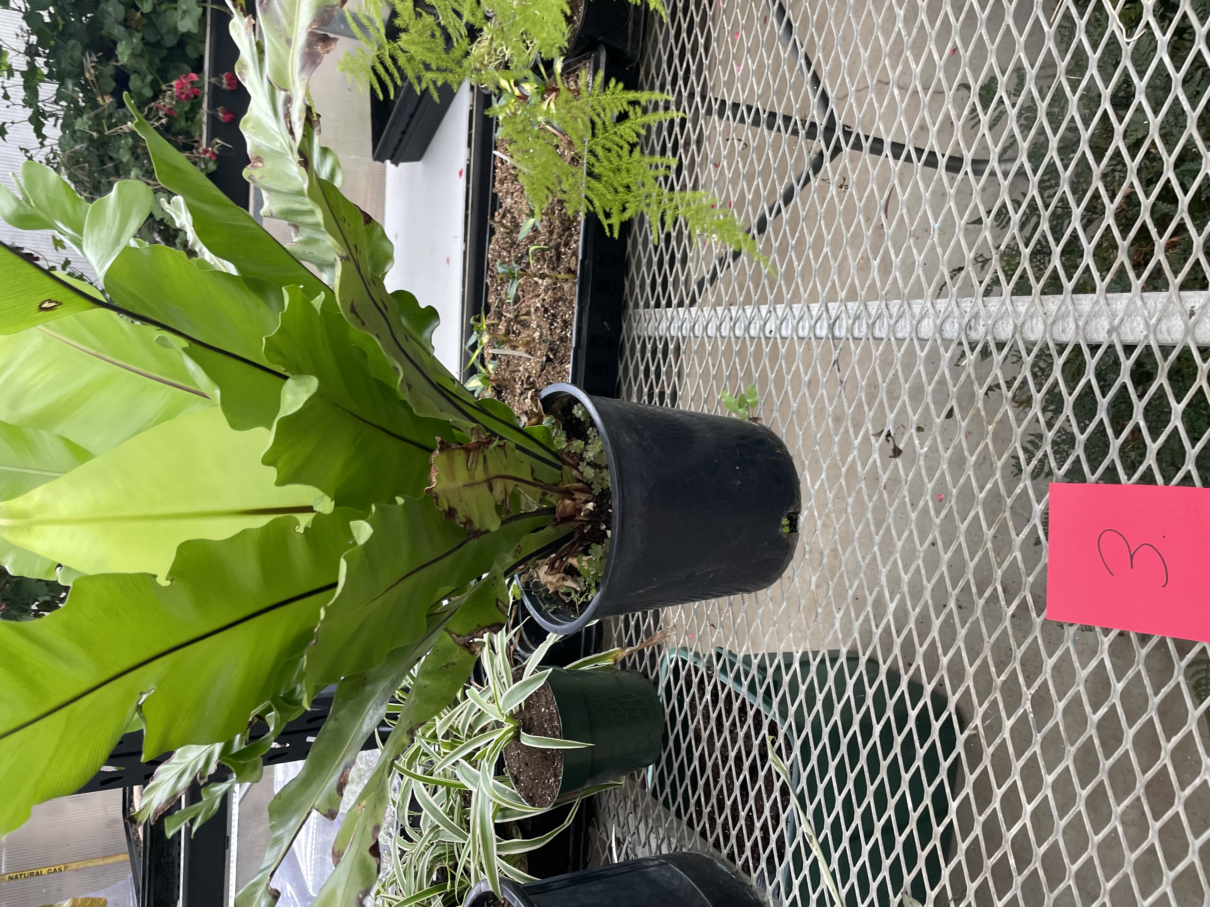 <p>Birds Nest Fern</p>