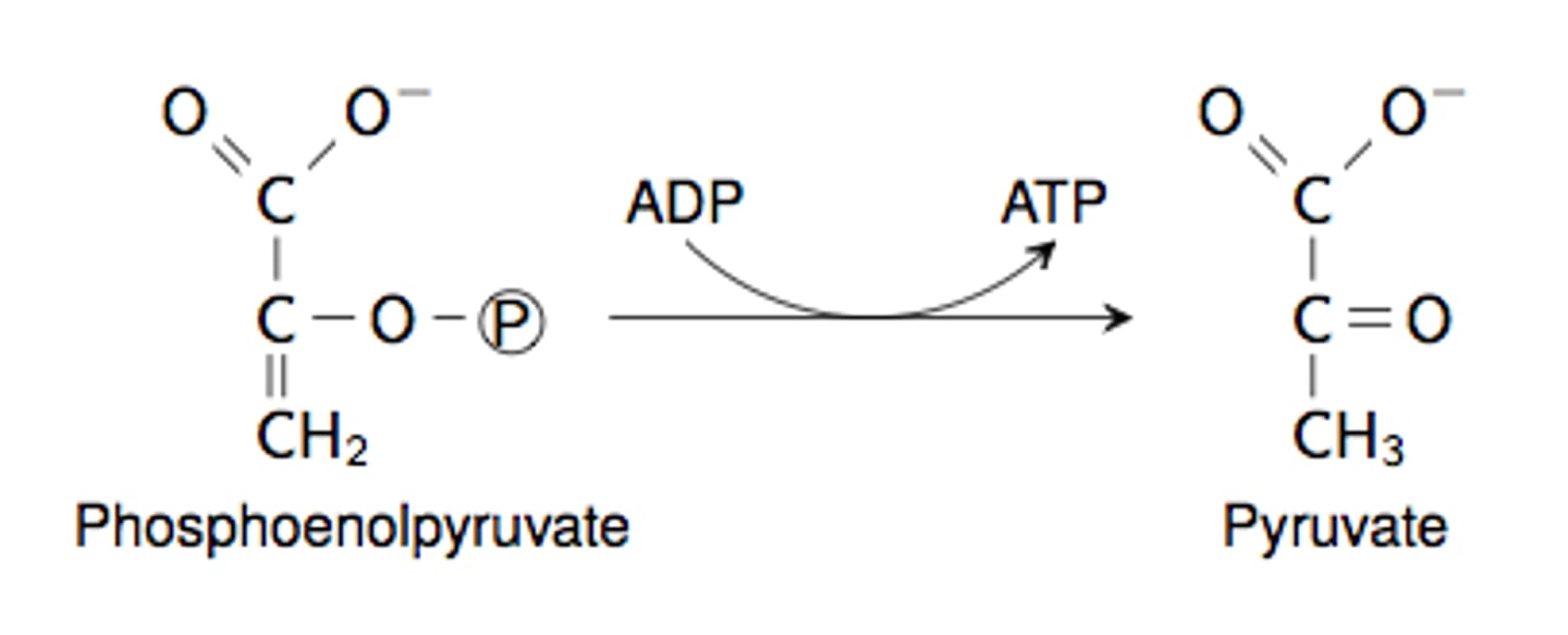 <p>Pyruvate Kinase: it phosphorylates ADP to ATP by taking a phosphate group from PEP</p>