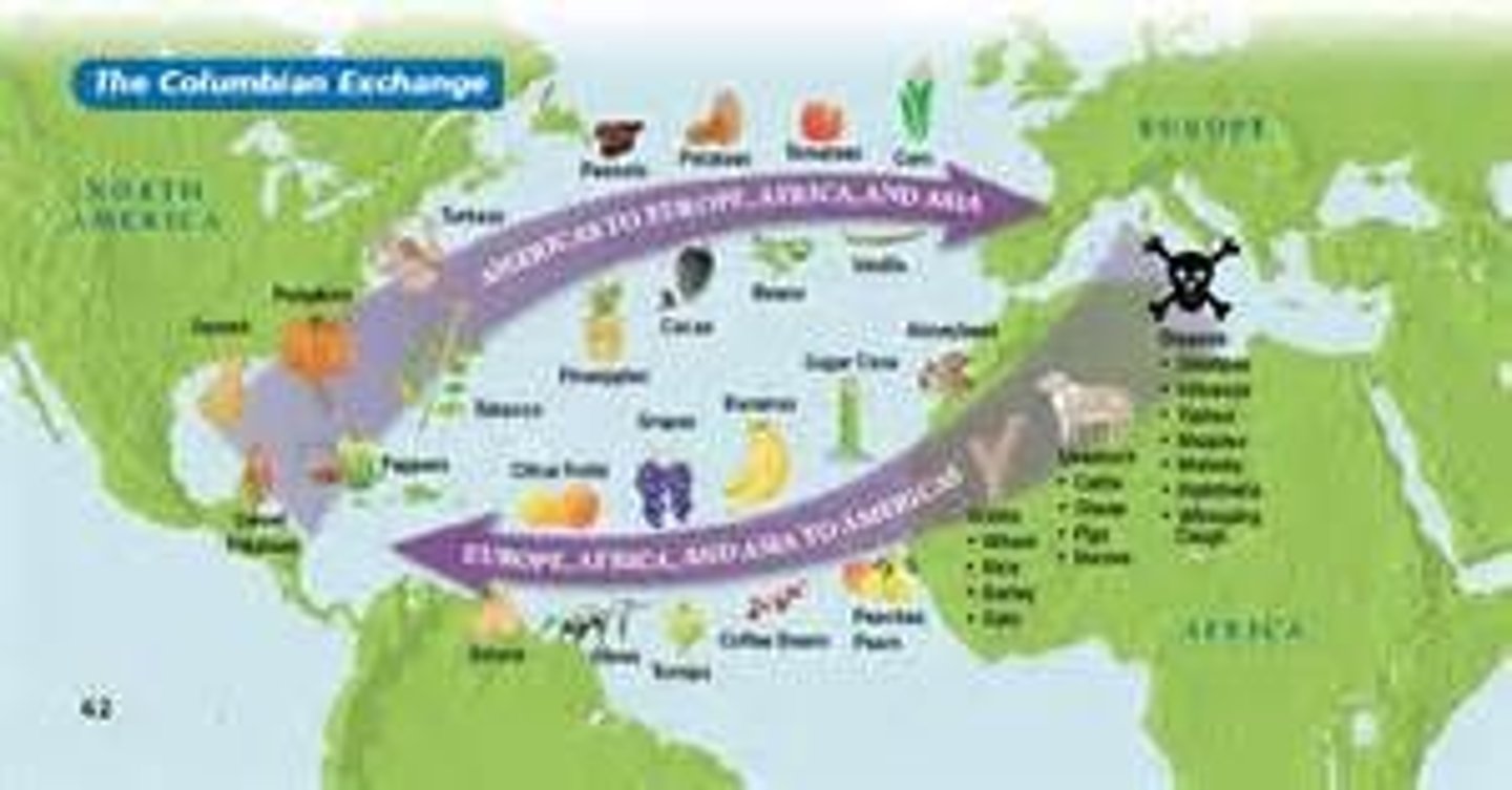 <p>the exchange between the new world and the old world consisting of the old world bringing wheat, cows, horses, sheep, pigs, sugar, rice, coffee, smallpox, malaria and yellow fever. while the new world sent gold, silver, corn, potatoes, tobacco, and syphills</p>