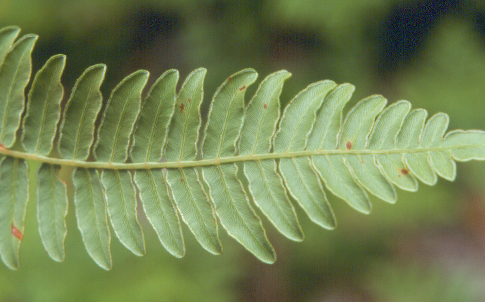 <p>Pteridium aquilinum var.pubescen</p>