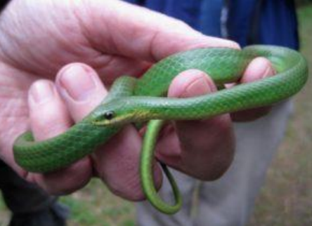 <p>Smooth greensnake</p>