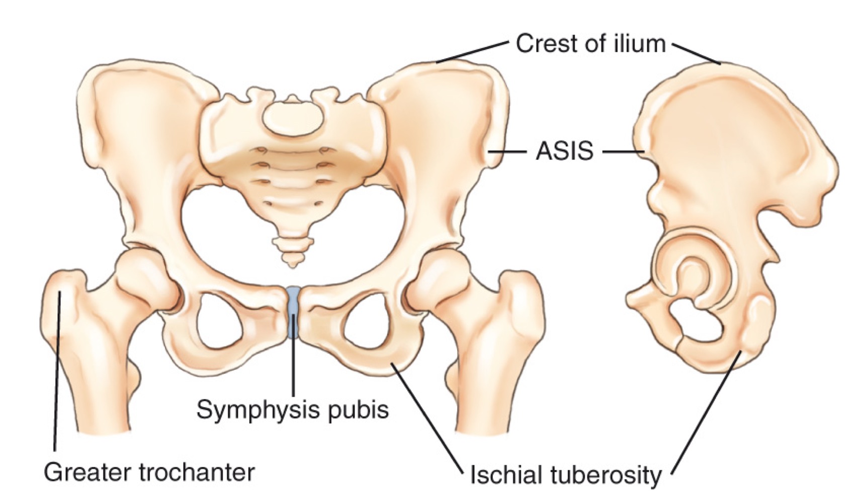 <p>Iliac crest</p>