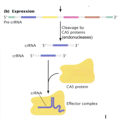 <p>The entire array is transcribed into a long CRISPR precursor RNA, then cleaved by a <strong><u>CAS</u></strong> (CRISPR-associated) <strong><u>protein</u> </strong>into <strong>CRISPR RNAs</strong> (<strong><u>crRNAs</u></strong>), each one containing one spacer homologous to a foreign DNA.</p><p>Each <strong>crRNA</strong> combines with a <strong>CAS</strong> protein to form an <strong><u>effector complex</u></strong>.</p>