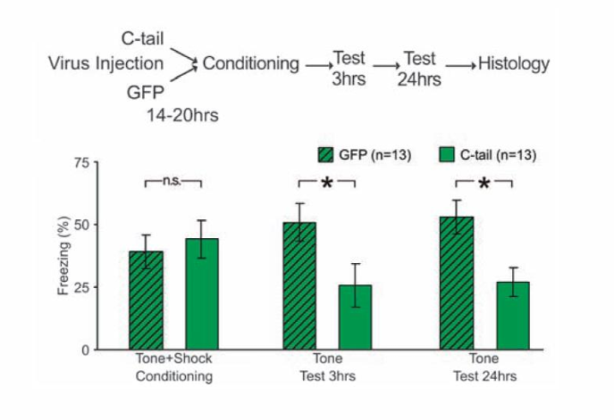 <ul><li><p>Blokkeren van GluA1 insertie in synapsen remt geheugenvorming</p></li><li><p>dus ; geen extra GluA1 in synaps == geen geheugenvorming</p></li><li><p>dus zowel LTP als gluA1 insertie is cruciaal voor geheugenvorming!</p></li><li><p>tijdens conditionering gelijk, dan bij 3hr al erg afgenomen, bij 24hr hetzelfde als bij 3hr » geheugen is dus een stuk minder!!</p></li></ul><p></p>