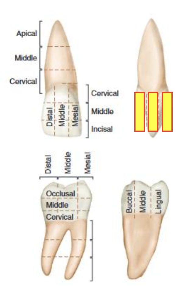 term image