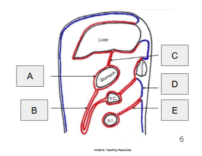 <p>C</p>