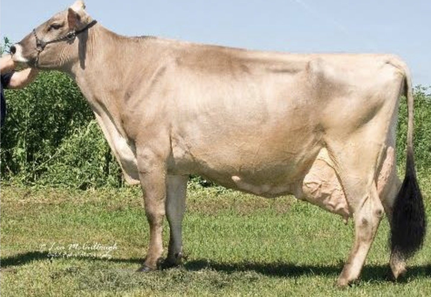 <p>What breed of cow is this and what is it mainly used for commercially?</p>