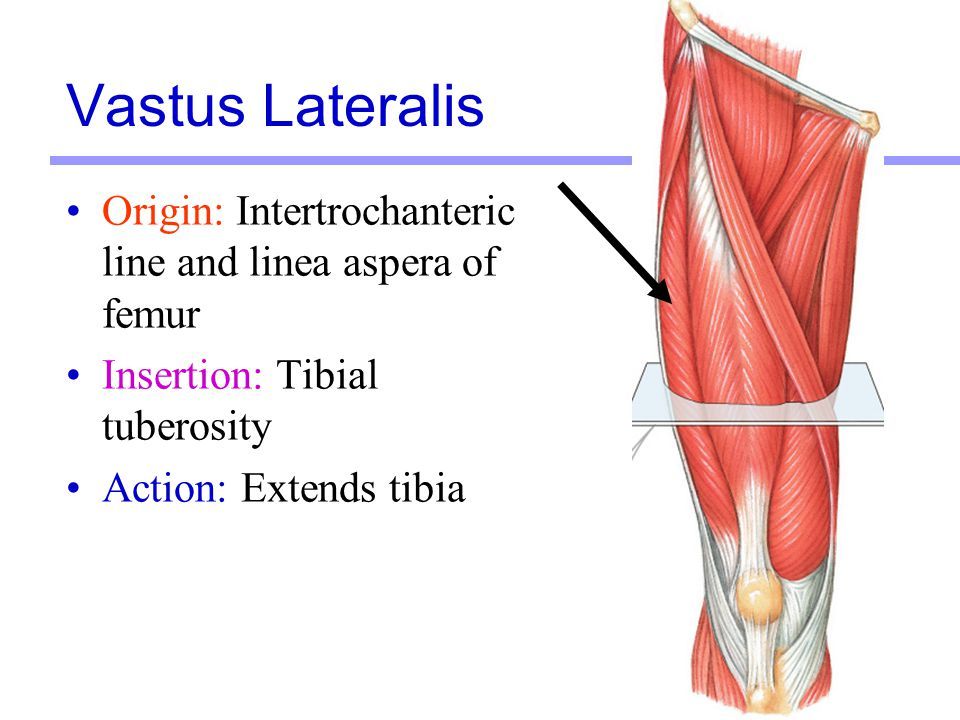 <p>Vastus Lateralis</p>