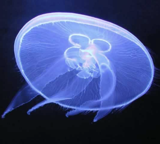 <p>phylum?, class?, example?</p>