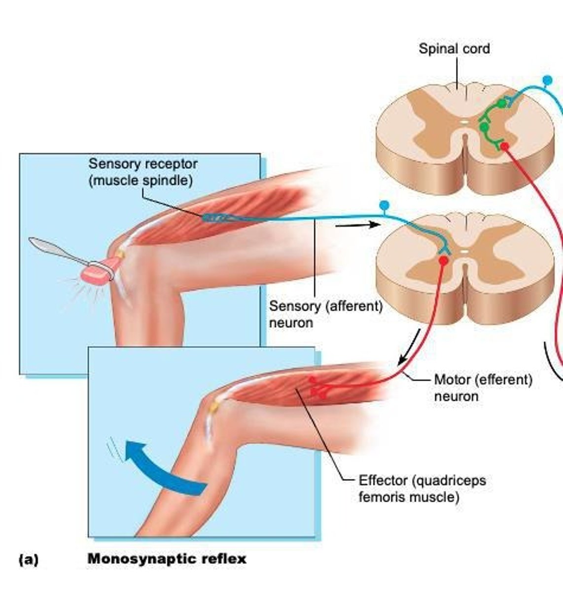 <p>Utilizes a 2 neuron (sensory and motor neurons) reflex arc with no interneuron, such as the knee-jerk reflex.</p>