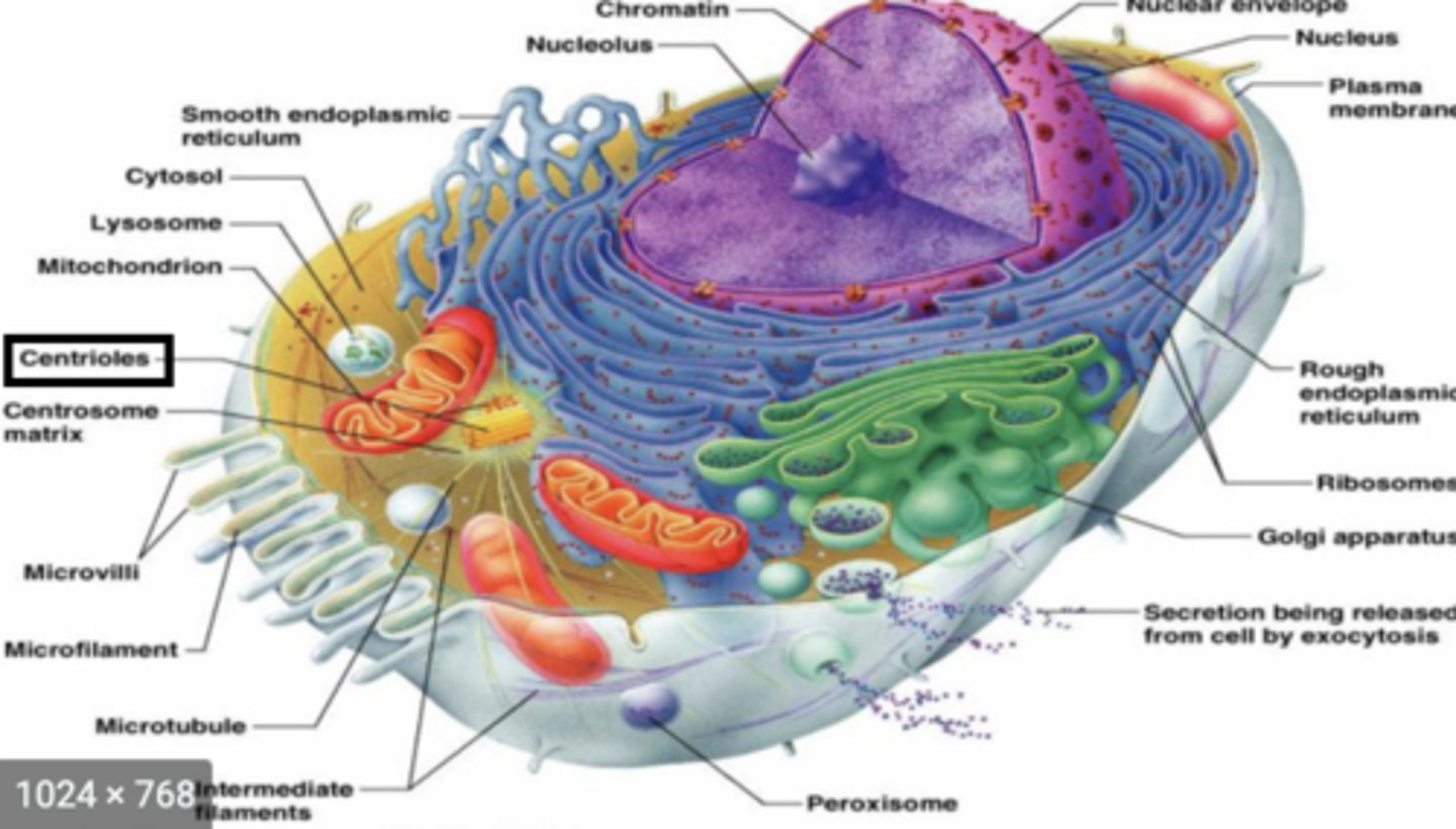 <p>- within a centrosome</p><p>- contains 27 microtubules arranged in 9 triplets</p><p>- plays role in cell division by giving rise to a spindle fibers that attach to kinetochores on chromatids</p>