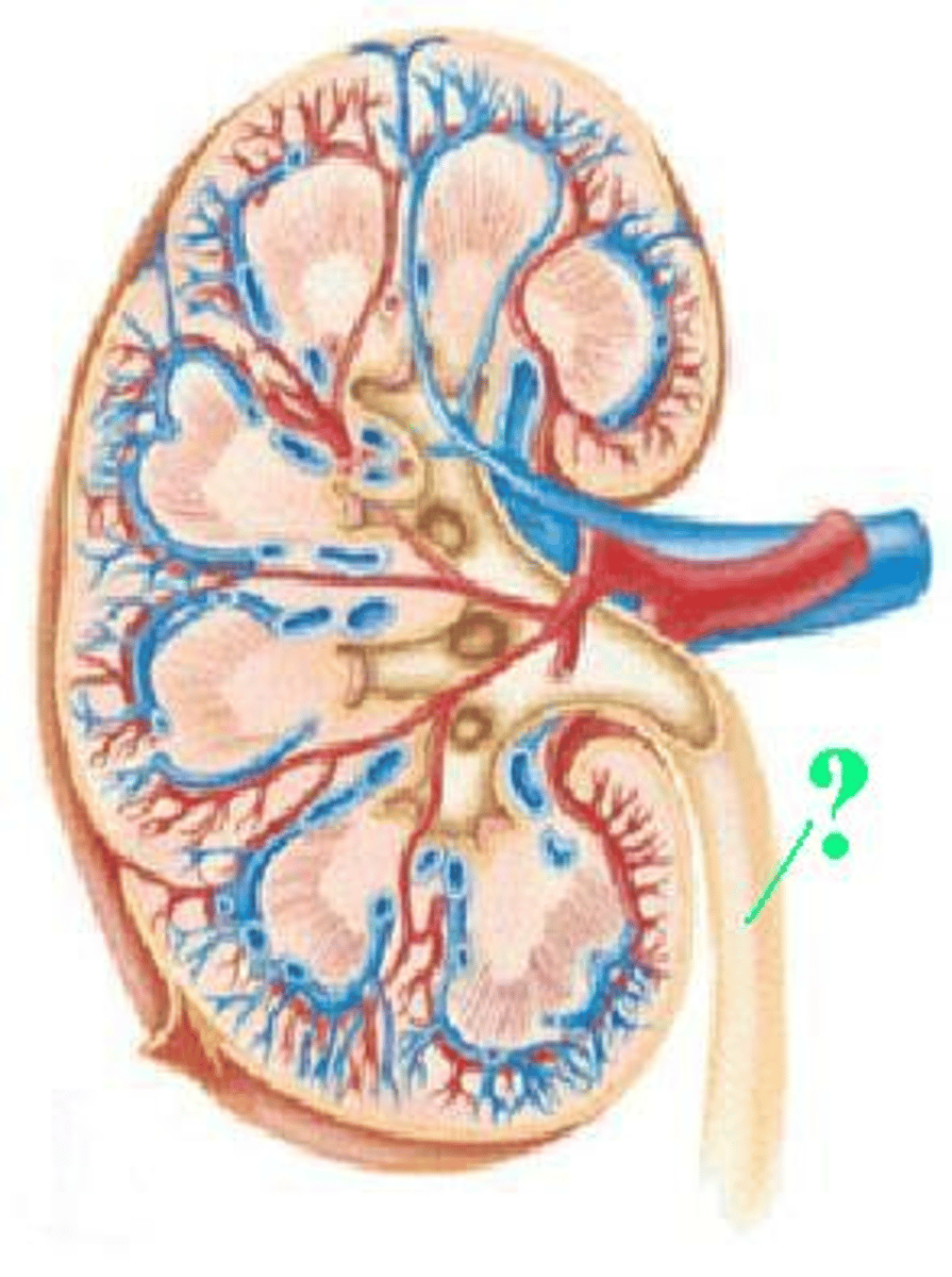 <p>Identify the indicated structure.</p>