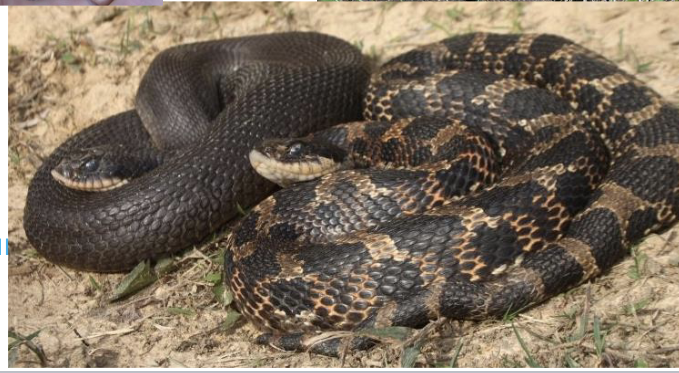 <p>eastern hog-nosed snake</p><ul><li><p>olive/black/grey</p></li><li><p><strong>belly white, with light tail, light color labials </strong></p></li><li><p>can be spotted brown/yellow with darker brown spots</p></li><li><p><strong>paired dark neck spots</strong></p></li><li><p>scales <u>keeled,</u> anal plate <u>divided</u></p></li><li><p>enlarged rostral scale, <u>slight upturn</u></p></li></ul><p></p>