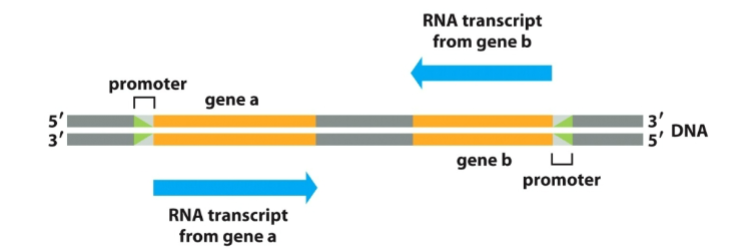 <p>5′ → 3′ direction, reading the DNA template 3′ → 5′.</p>