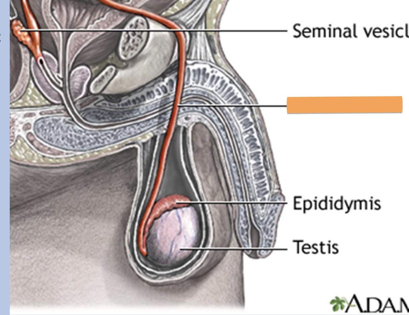 <p>also called vas deferens</p><p>location</p><ul><li><p>a. passes from scrotal sac (outside pelvic cavity)</p></li><li><p>b. travels within the spermatic cord to enter the pelvis</p></li></ul><p>structure</p><ul><li><p>fibromuscular tube</p></li></ul><p>function</p><ul><li><p>transports sperm from the epididymis to the ejaculatory duct</p></li></ul><p></p>