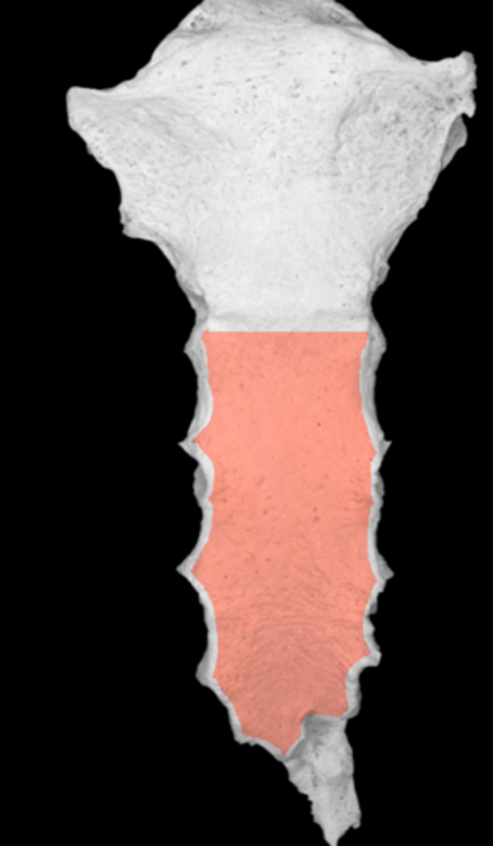 <p>articulates with ribs 2-7</p>