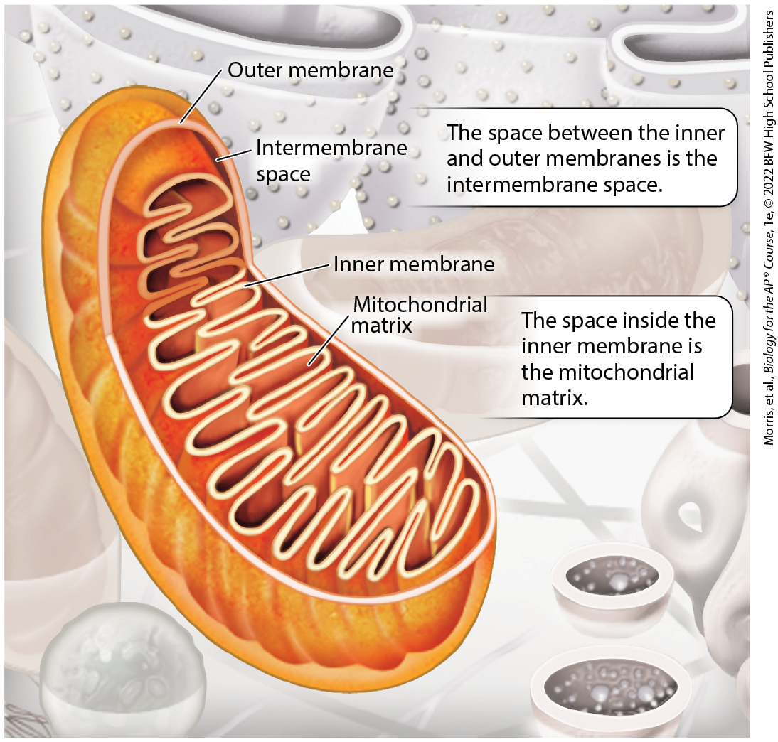 <p>the space between the inner and outer membranes</p>