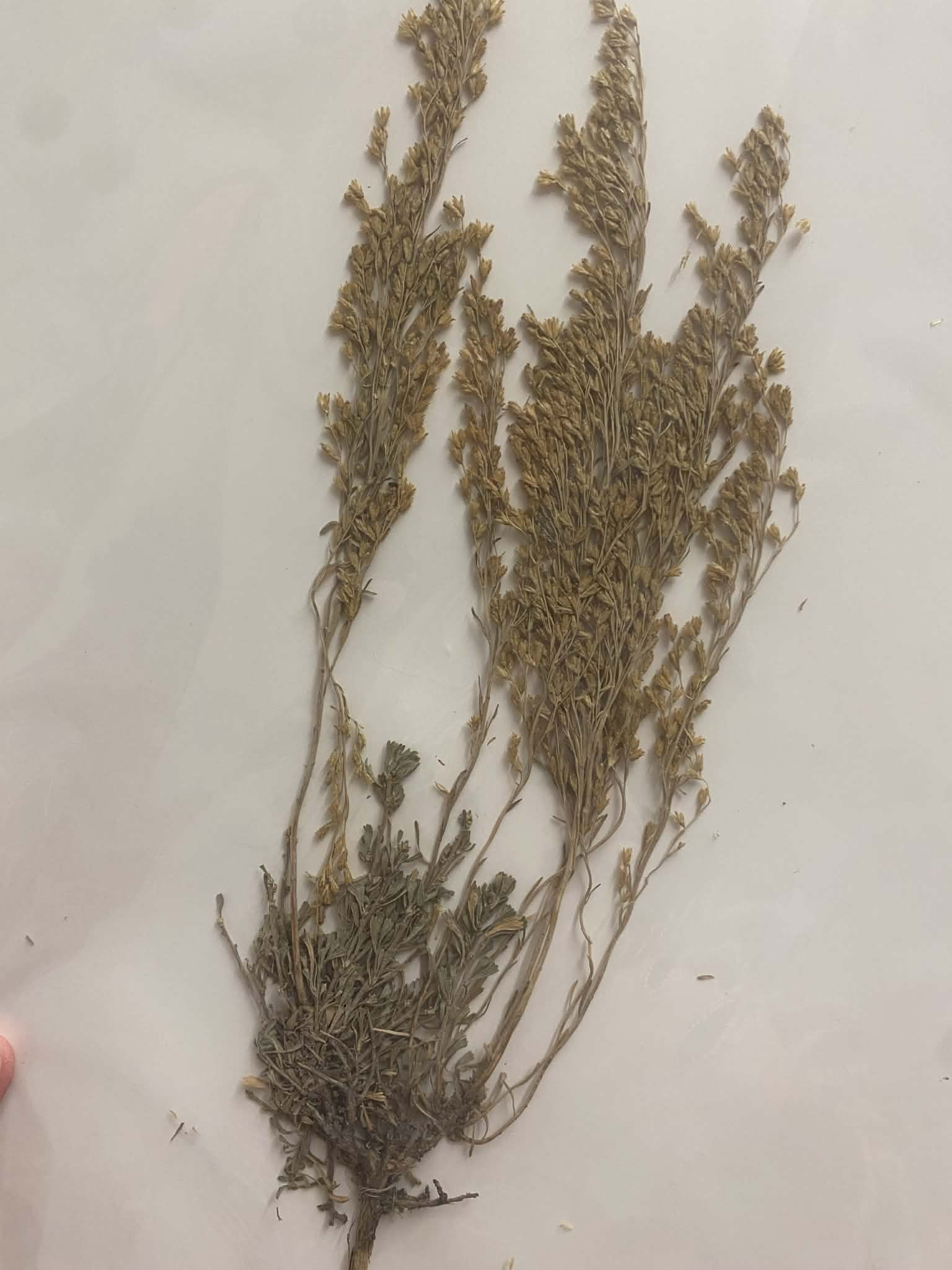 <p>Antemideae, P, N, Artemisia nova, black sagebrush</p>