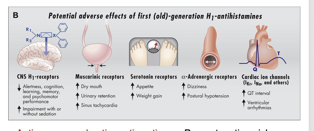<p>potential adverse effects of 1st generation H1-antihistamines</p><ul><li><p>CNS H1 receptors</p><ul><li><p><u>decrease</u> alertness, cognition, learning, memory, and psychomotor performance</p></li><li><p><u>increase</u> impairment with or without sedation</p></li></ul></li><li><p>muscarinic receptors</p><ul><li><p><u>increase</u> dry mouth</p></li><li><p><u>increase</u> urinary retentin</p></li><li><p><u>increase</u> sinus tachycardia</p></li></ul></li><li><p>sertonin receptors</p><ul><li><p><u>increase</u> appetite</p></li><li><p><u>increase</u> weight gain</p></li></ul></li><li><p><span>α-adrenergic receptors</span></p><ul><li><p><u>increase</u> dizziness</p></li><li><p><u>increase</u> postural hypotension</p></li></ul></li><li><p>cardiac ion channels (I<sub>Kr</sub>, I<sub>Na</sub>, and others)</p><ul><li><p><u>increase</u> QT interval</p></li><li><p><u>increase</u> ventricular arrhythmias</p></li></ul></li></ul><p></p><ul><li><p><strong>anti-nausea and anti-emetic actions</strong></p><ul><li><p>prevent motion sickness</p></li><li><p>block histaminergic signal from vestibular nucleus to the medulla</p></li></ul></li><li><p><strong>anti-parkinsonism effects</strong></p><ul><li><p>due to anti-cholinergic effect</p></li></ul></li></ul><p></p>
