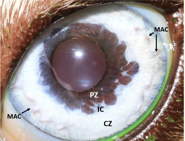 <p>examinationof iris: mame area</p>