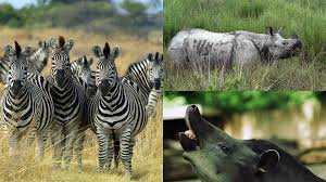 <p>Odd toed ungulates </p><ul><li><p><span style="background-color: transparent;"><span>Group ungulates. Includes hooved mammals and whales&nbsp;</span></span></p></li><li><p><span style="background-color: transparent;"><span>Head ornamentation: everything in this group has something like horn or antlers.&nbsp;</span></span></p></li><li><p><span style="background-color: transparent;"><span>All are large terrestrial herbivores and hindgut fermenters. 3 extant families but used to be way more diverse.&nbsp;</span></span></p></li><li><p><span style="background-color: transparent;"><span>Odd toed refers to them standing on their middle/third digit</span></span></p></li><li><p><span style="background-color: transparent;"><span>Have variable numbers of digits on their feet . Have pulley-like groove on ankle bone. Elongated skulls. Simple stomach but enlarged caecum. Not very efficient digestion.</span></span></p></li><li><p><span style="background-color: transparent;"><span>Family </span><strong><span>Equidae</span></strong></span></p></li><li><p><span style="background-color: transparent;"><span>Family </span><strong><span>Rhinocerotidae</span></strong></span></p></li></ul><p></p>