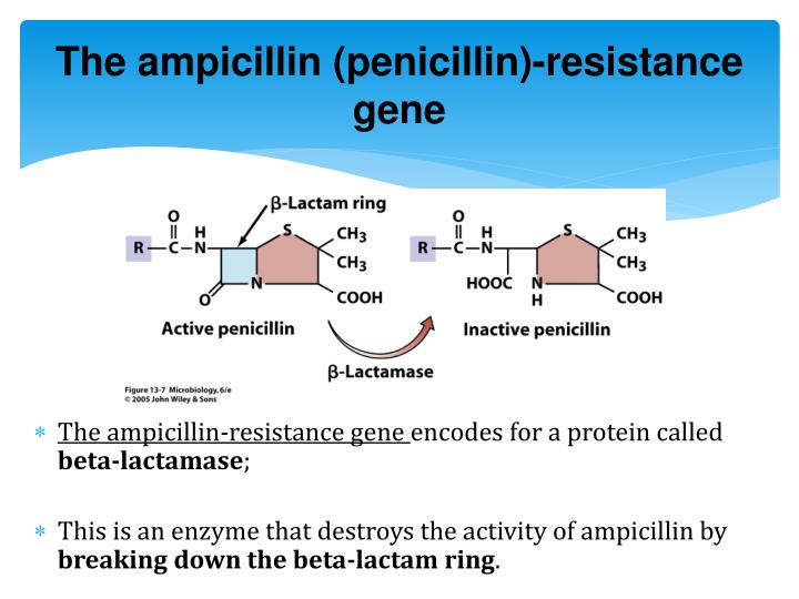 <p><span>Ampicillin resistant gene</span></p>
