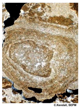 <p>Coated grains with concentric but irregular layers</p><p>Lack distinct nucleus</p><p>Usually shallow marine </p>