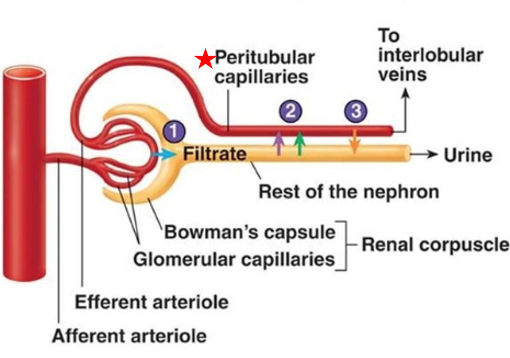 <ul><li><p>Low pressure capillaries arising from efferent arteriole</p></li><li><p>Cling to proximal &amp; distal tubules of cortical nephrons</p><ul><li><p>Function: Reabsorb water &amp; solutes from tubule cells</p></li></ul></li><li><p>Empty into cortical radiate veins → filtered blood returns to circulation</p></li></ul><p></p>
