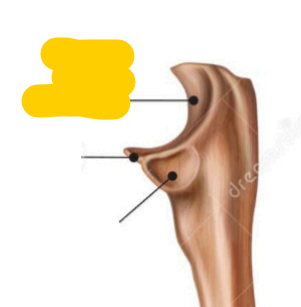 <p><span>quel est cette partie? de ulna</span></p>