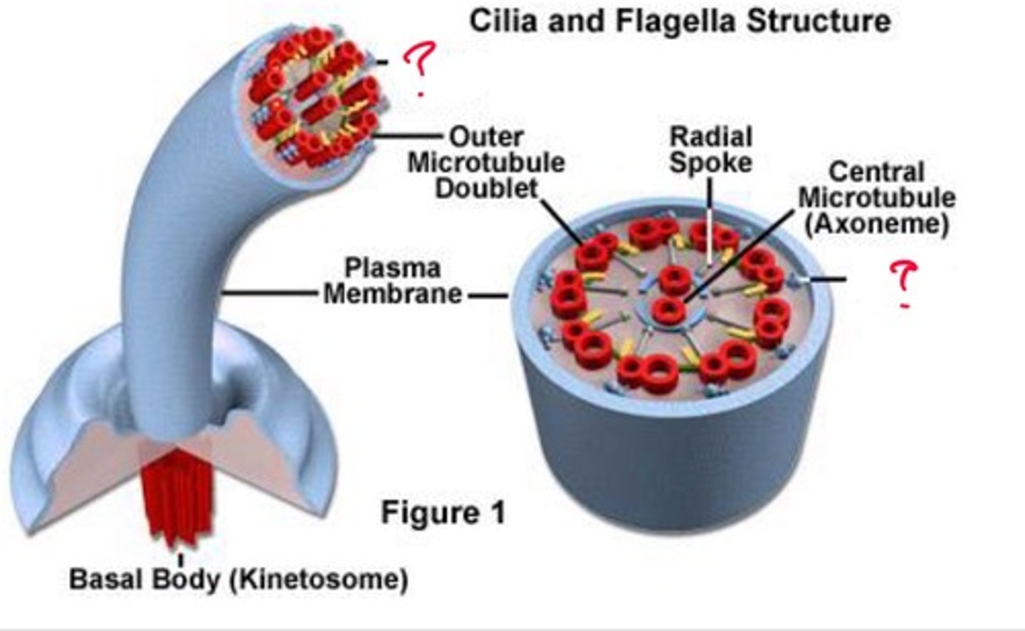 <p>What cilia structure is this?</p>