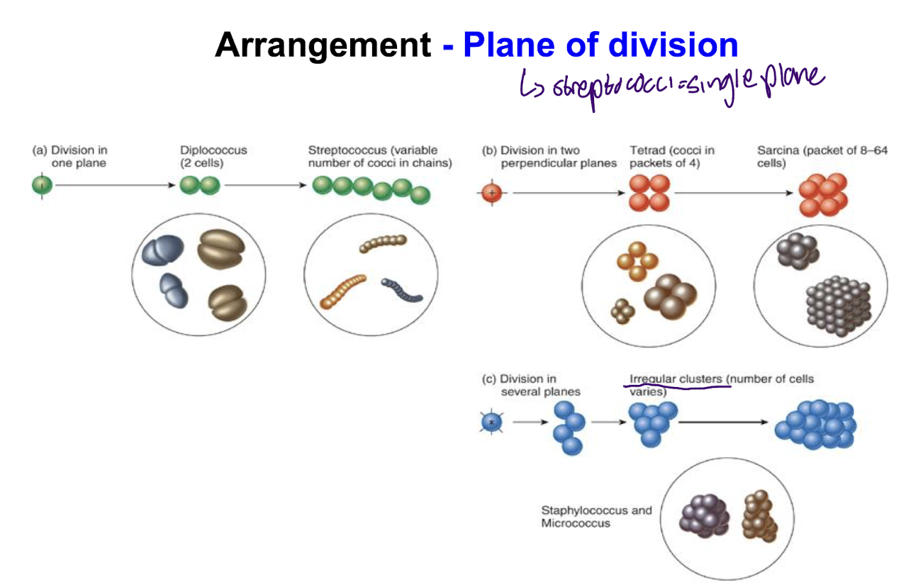 <p><strong>Division in several planes with <u>irregular clusters</u> where the no. of cells varies whereas Streptococcal species form chains in a single plane.</strong></p>