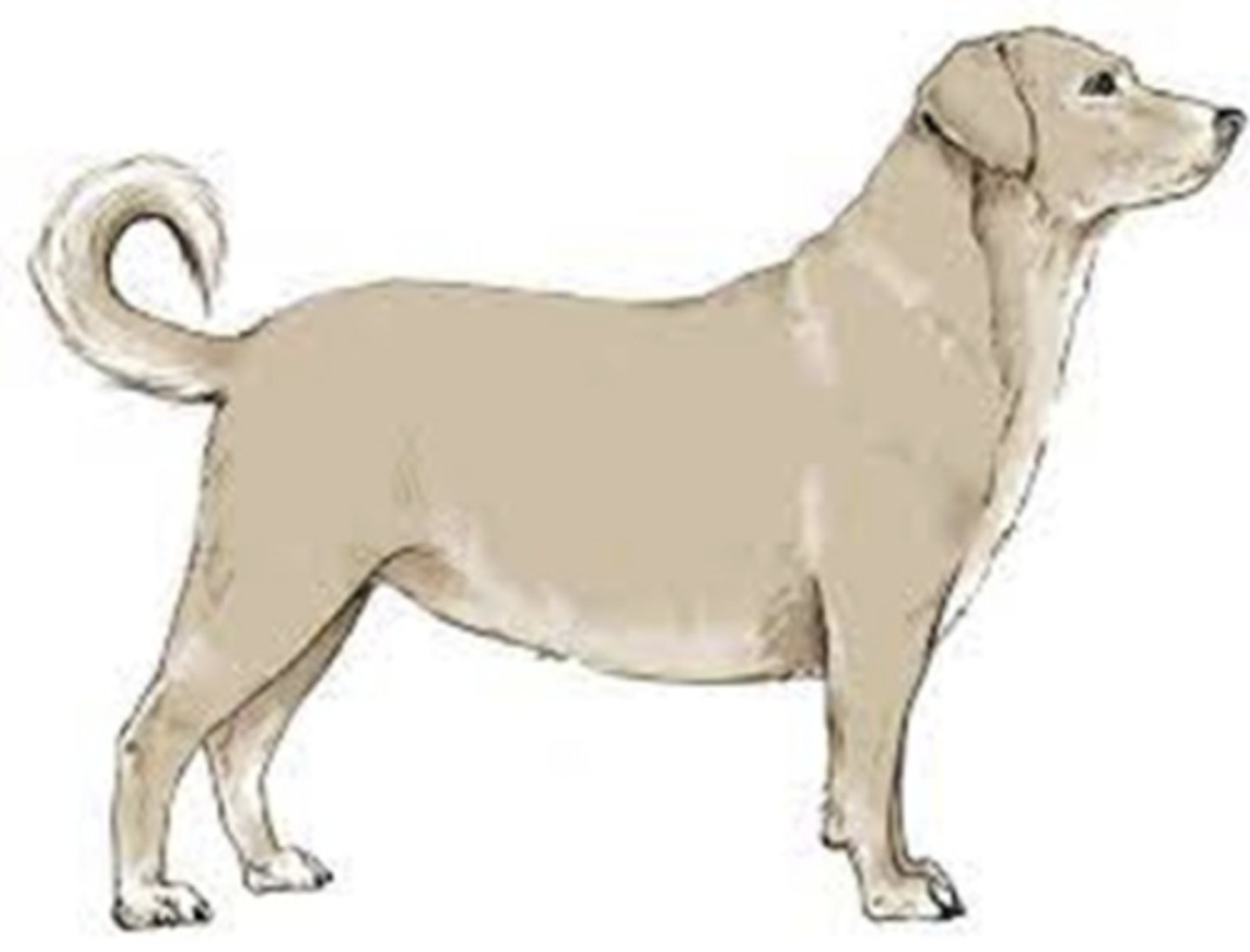 <p>dog weight = 40 kg, BCS 9/9</p><p>what is the % overweight and actual weight over ideal (in kg's) for this dog?</p>