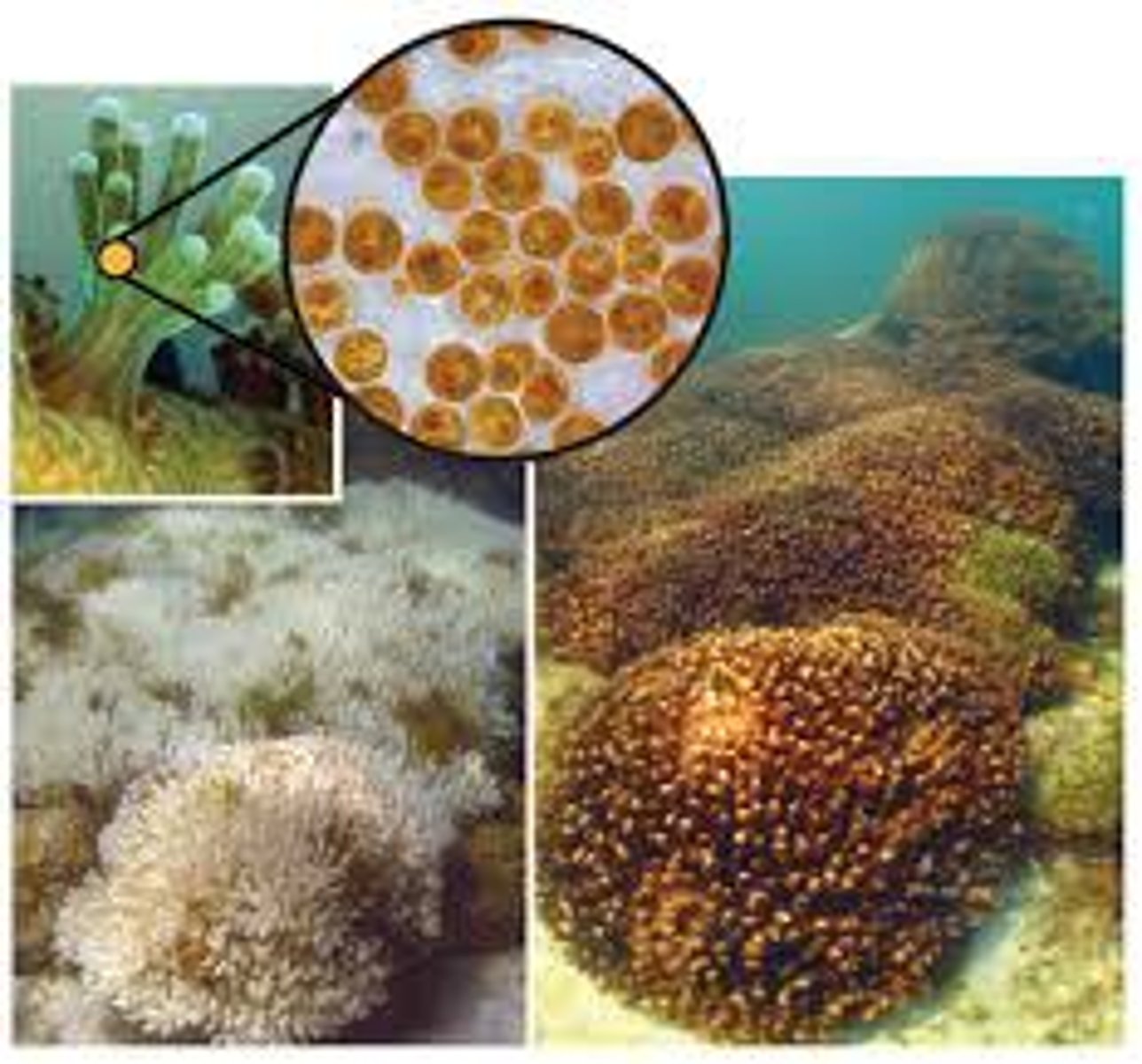 <p>Symbiotic algae that live inside cells of coral polyps</p>