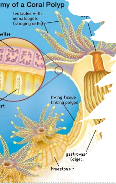 <p>CORAL ANATOMY</p>