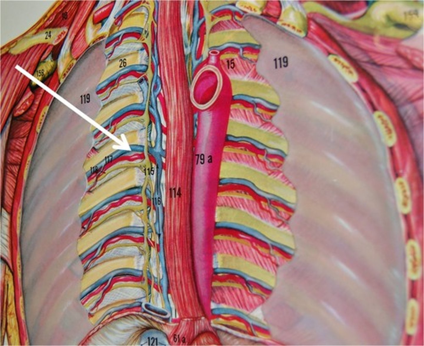<p>Drains from the distal 9 intercostal spaces, anterior thoracic muscles, breast, back muscles, spinal cord, and vertebrae</p>
